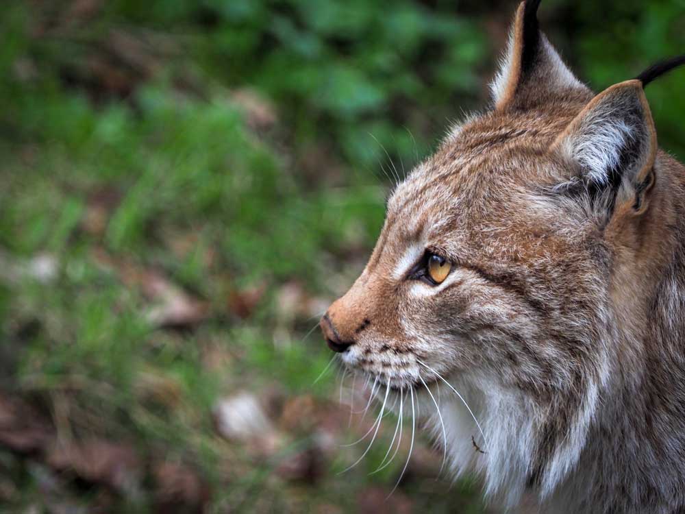 A Lynx