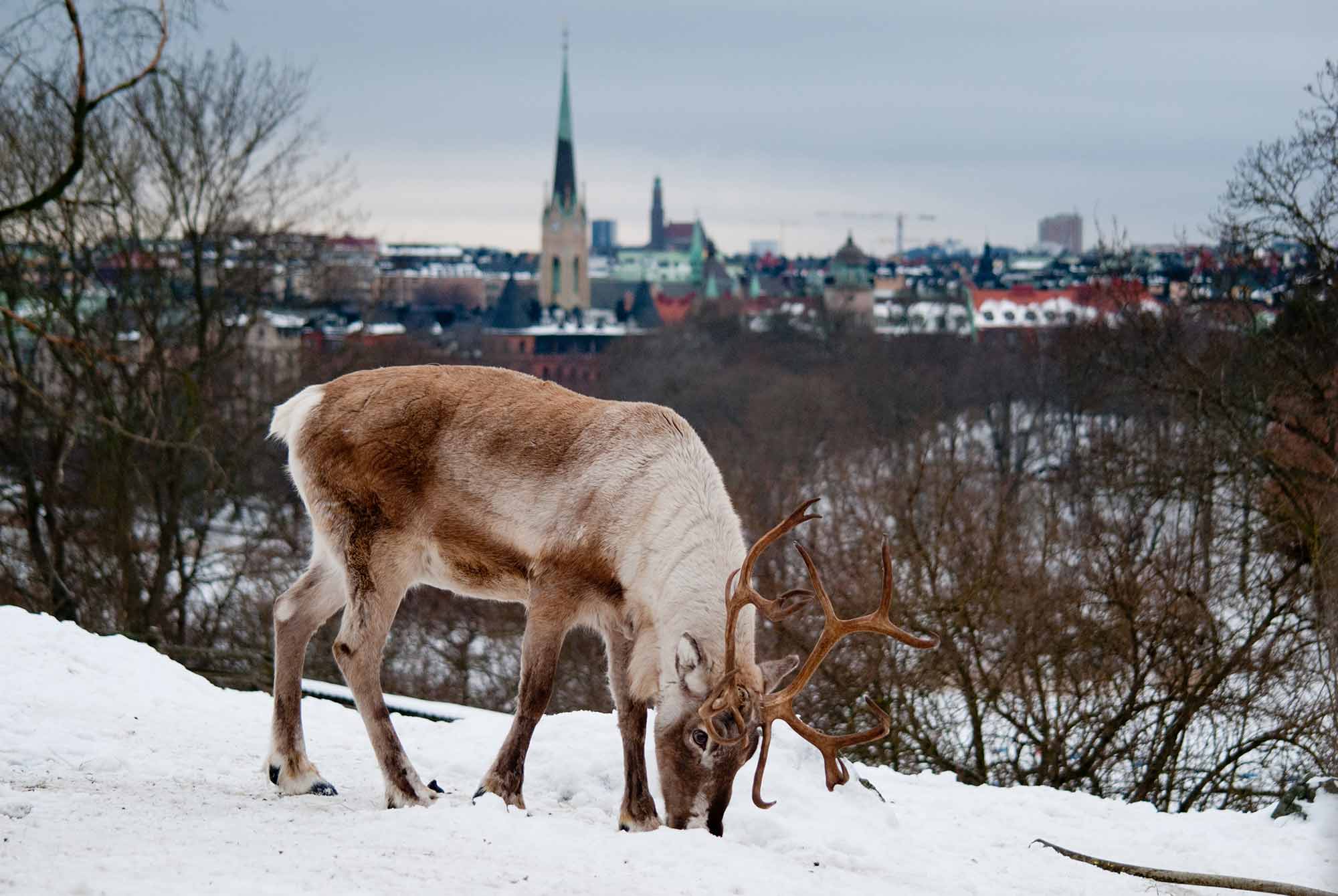 Reindeer walking in the snow in Sweden