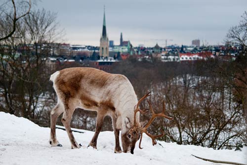 A deer walking in the snow and in the background there is a beautiful view of Stockholm.